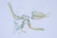 Capperia hellenica