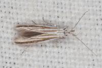 Coleophora pulchripennella