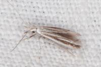 Coleophora pulchripennella