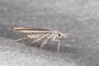 Coleophora pulchripennella