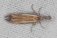 Pleurota aristella