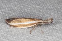 Pleurota aristella