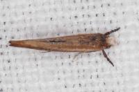 Zelleria hepariella