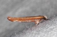 Zelleria hepariella