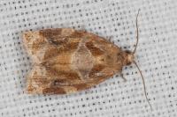 Archips xylosteana