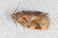 Archips xylosteana