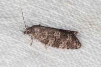 Cnephasia ecullyana