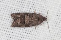 Cnephasia ecullyana