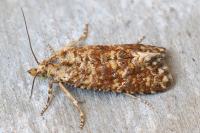 Aethes margarotana