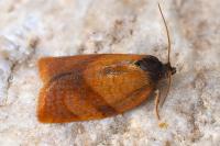 Cacoecimorpha pronubana