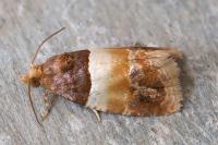 Epinotia festivana