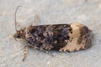 Hedya ochroleucana