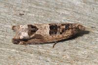Crocidosema plebejana