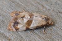 Phalonidia contractana