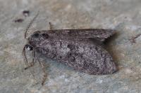 Penestoglossa dardoinella
