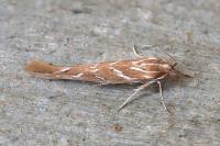 Pyroderces argyrogrammos