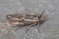 Brachodes funebris