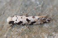 Nemapogon nevadellus