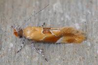 Epicallima formosella