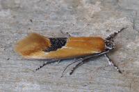 Batia lambdella