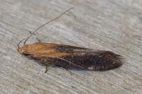 Stomopteryx basalis