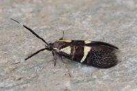 Dasycera oliviella