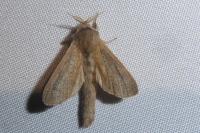 Phragmataecia castaneae