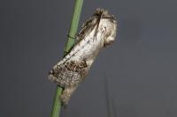 Parahypopta caestrum