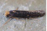 Monopis nigricantella