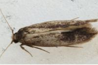 Opogona omoscopa