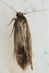 Opogona omoscopa
