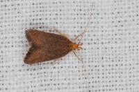 Eurodachtha pallicornella