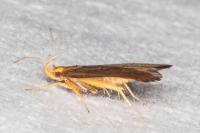 Eurodachtha pallicornella