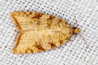 Aleimma loeflingiana