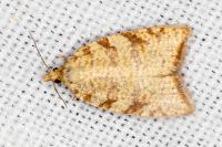 Aleimma loeflingiana