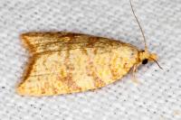 Aleimma loeflingiana