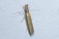 Pleurota aristella