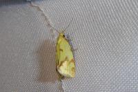 Agapeta hamana