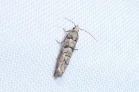 Pseudococcyx tessulatana