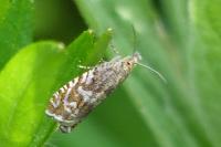 Dichrorampha
