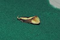 Harpella forficella