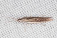 Coleophora albella