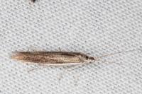 Coleophora albella