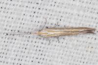 Coleophora oriolella