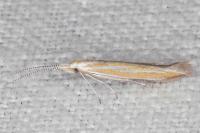Coleophora oriolella
