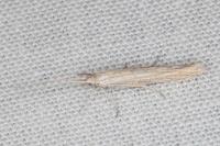 Coleophora