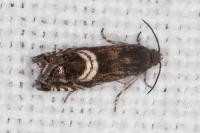 Grapholita