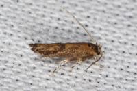 Coccidiphila gerasimovi