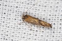 Coccidiphila gerasimovi