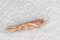 Pyroderces argyrogrammos